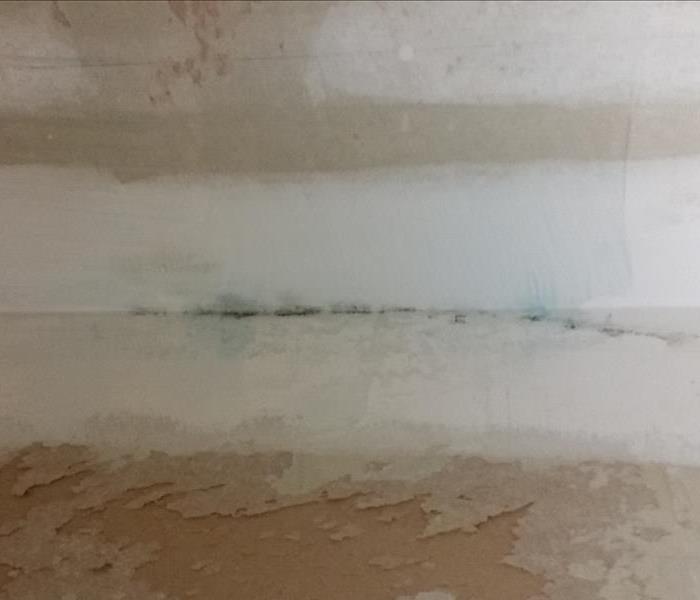 Mold growth on wall.